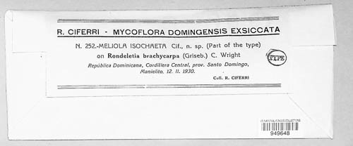 Meliola isochaeta image